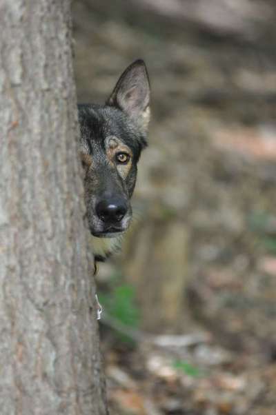 Dein Hund im Dogorama-Kalender 2021-Beitrag-Bild