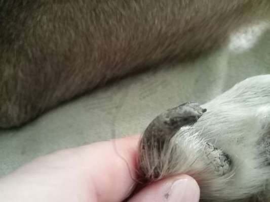 Doppelte Wolfskralle-Beitrag-Bild