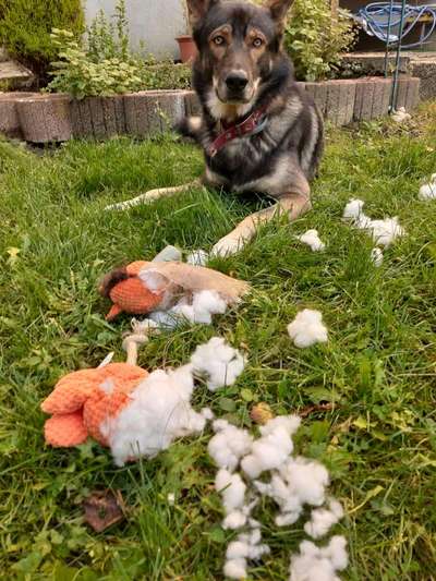 Freche Hunde-Beitrag-Bild