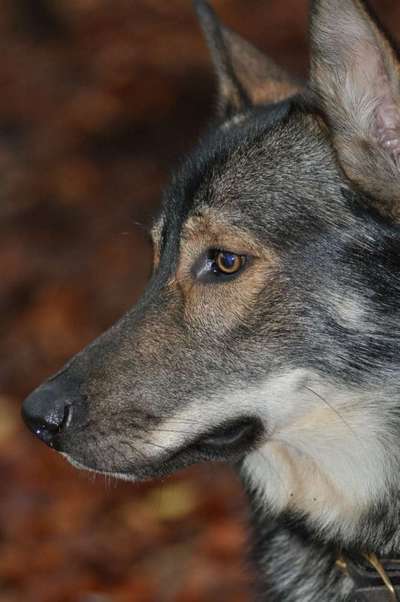 Dein Hund im Dogorama-Kalender 2021-Beitrag-Bild