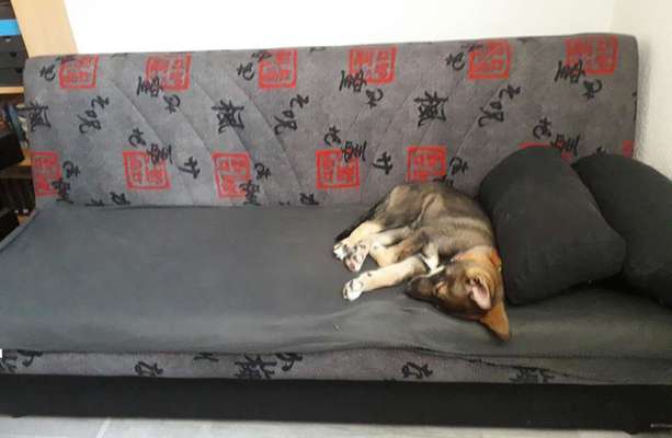 Wie groß waren eure welpen ?-Beitrag-Bild