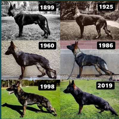 Qualzucht - Warum Aufklärung alleine nicht reicht-Beitrag-Bild