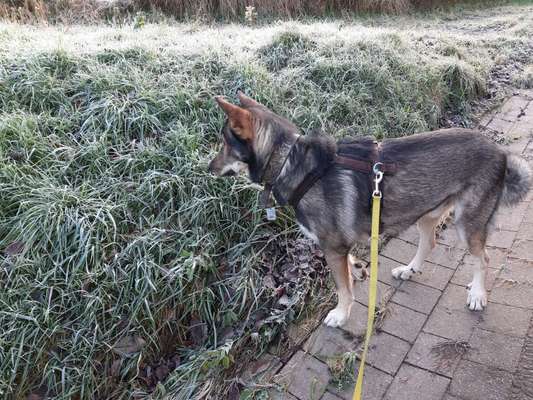 Hund hebt das Bein, bedeutet Aggression?!-Beitrag-Bild