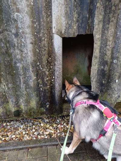 Freddys Kummerkasten-Beitrag-Bild