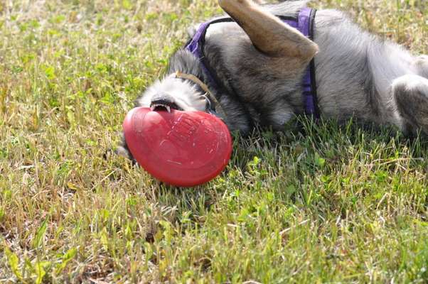 43. Fotochallenge-Zeigt mir eure Ball oder Frisbee verrueckten Hunde-Beitrag-Bild