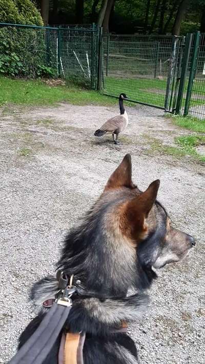 Freddys Kummerkasten-Beitrag-Bild