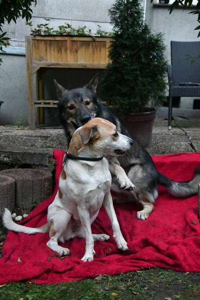 Gespräche zwischen Hund und Halter-Beitrag-Bild