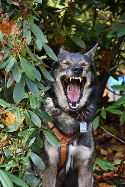 Lustigsten Bilder-Beitrag-Bild