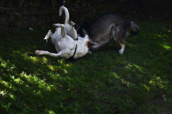 Kommentkampf unter Rüden-Beitrag-Bild