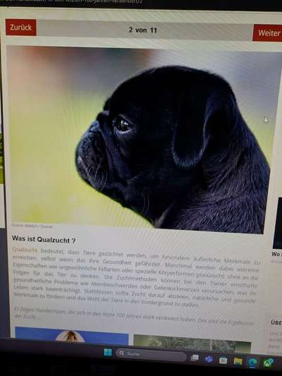 Qualzucht - Warum Aufklärung alleine nicht reicht-Beitrag-Bild