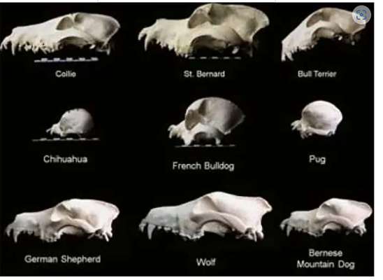 Qualzucht - Warum Aufklärung alleine nicht reicht-Beitrag-Bild