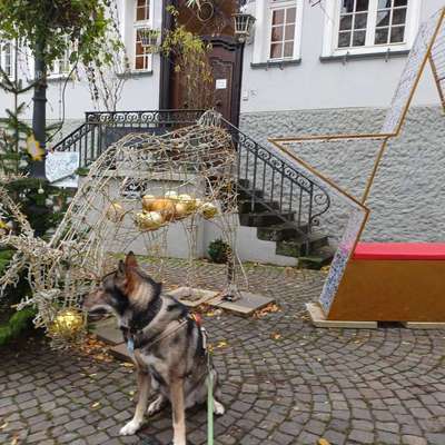 Freddys Kummerkasten-Beitrag-Bild