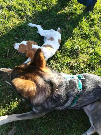 Bester Freund, Hundekumpel - zeigt her!-Beitrag-Bild