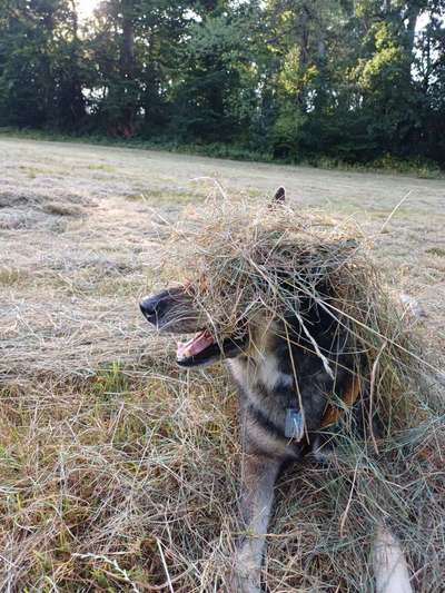 Freddys Kummerkasten-Beitrag-Bild