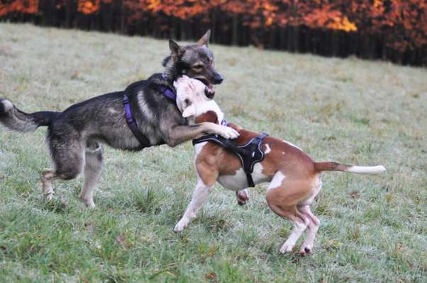 Cora und Amy beim spielen .-Beitrag-Bild