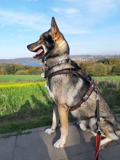 Wanderwege mit Hund-Beitrag-Bild