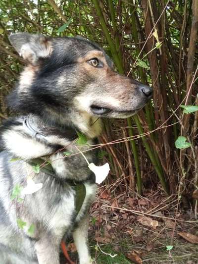 Freddys Kummerkasten-Beitrag-Bild