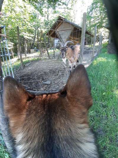 Bilder Hund und andere Tiere-Beitrag-Bild