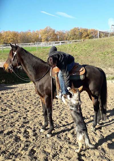 Bilder Hund und andere Tiere-Beitrag-Bild