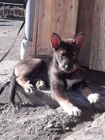 Wie seid ihr zu eurem Welpen gekommen?-Beitrag-Bild