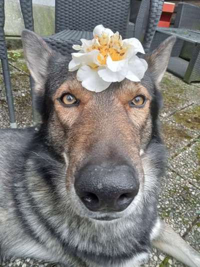 Freddys Kummerkasten-Beitrag-Bild