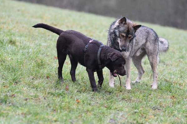 Wenn große Hunde und kleine Hunde wild toben...-Beitrag-Bild