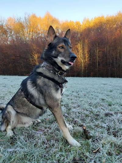 Fotochallenge Nr 55  -  Hund im November--Beitrag-Bild