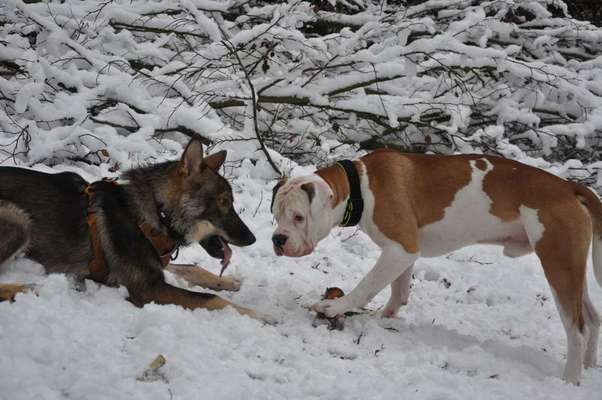 Dein Hund im Dogorama-Kalender 2021-Beitrag-Bild