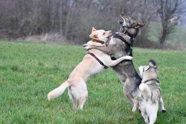 Bester Freund, Hundekumpel - zeigt her!-Beitrag-Bild