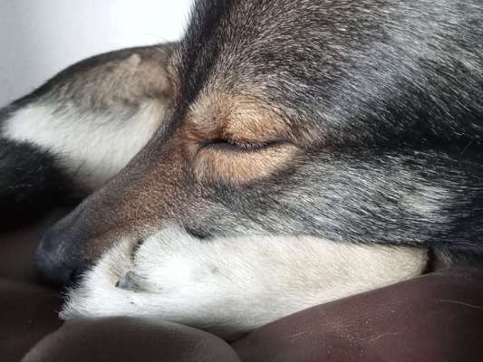 Freddys Kummerkasten-Beitrag-Bild