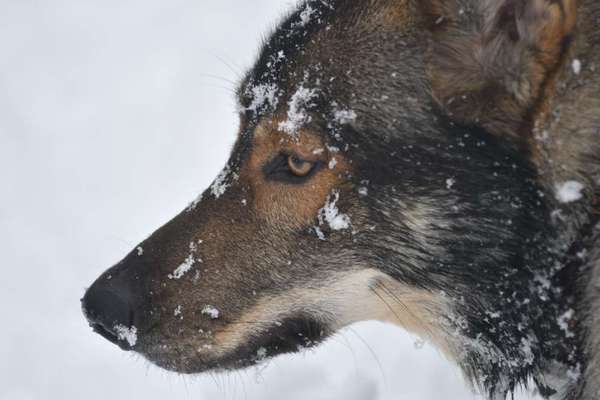 Auslastung im Winter ?-Beitrag-Bild