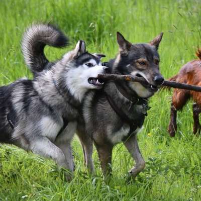 "Hund trainiert Hund" ; Austausch und Trainingspartner Suche/Angebote-Beitrag-Bild