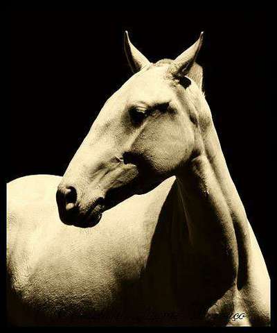 Brachycephale Hunderassen-Beitrag-Bild