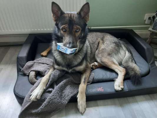 Hundebetten-Beitrag-Bild