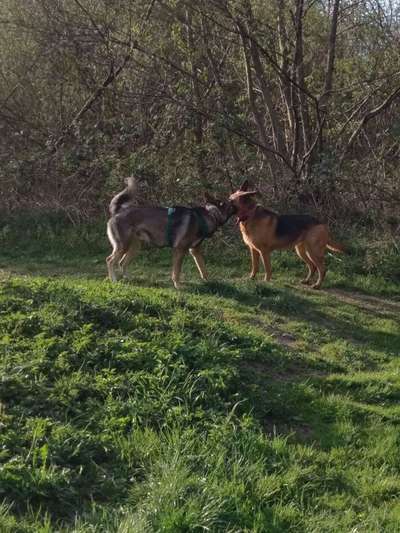 Bester Freund, Hundekumpel - zeigt her!-Beitrag-Bild
