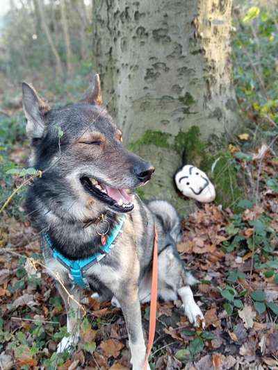 Freddys Kummerkasten-Beitrag-Bild