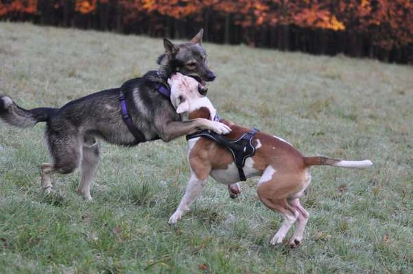 Bester Freund, Hundekumpel - zeigt her!-Beitrag-Bild