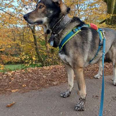 Halsband für Tracker-Beitrag-Bild