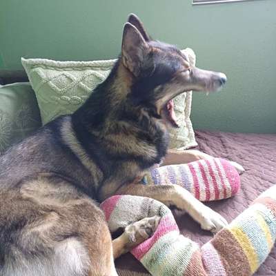 Freddys Kummerkasten-Beitrag-Bild