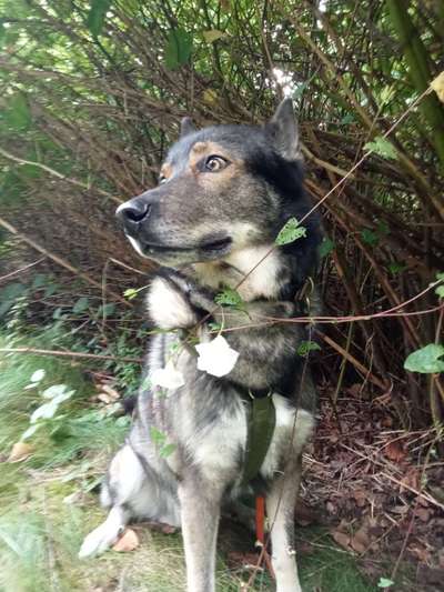 Freddys Kummerkasten-Beitrag-Bild