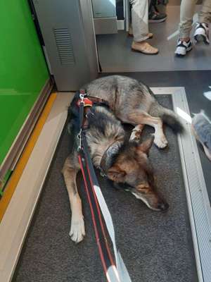 Öffentliche Verkehrsmittel nutzen mit Hund-Beitrag-Bild