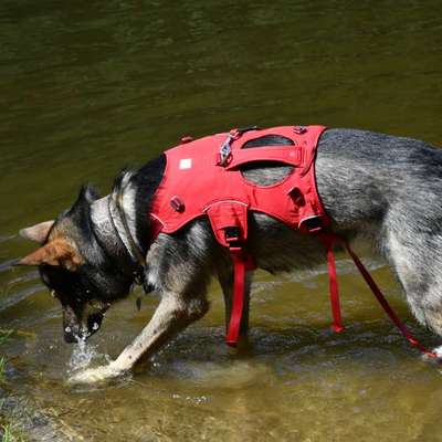 Antizieh Geschirr Amstaff-Beitrag-Bild
