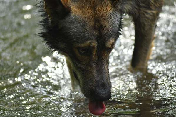 Fotochallenge Nr. 59 - Mein Hund zeigt die Zunge-Beitrag-Bild