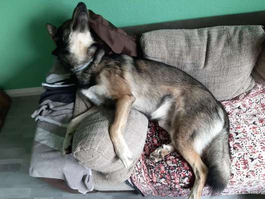 Zeigt mir die lustigsten Schlafpositionen eurer Fellnasen-Beitrag-Bild