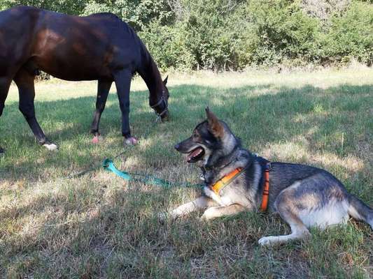 Bester Freund, Hundekumpel - zeigt her!-Beitrag-Bild