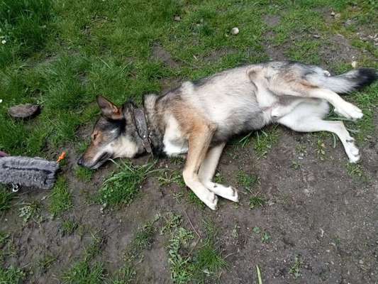 Gespräche zwischen Hund und Halter-Beitrag-Bild