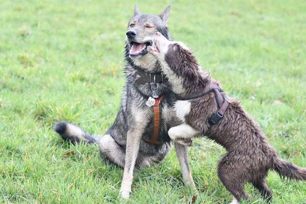 Fotowettbewerb : Hundekommunikation-Beitrag-Bild