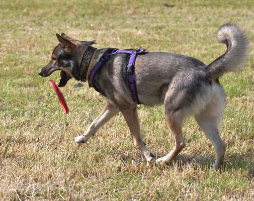 Wolfhunde Besitzer TWH oder SWH hier?-Beitrag-Bild