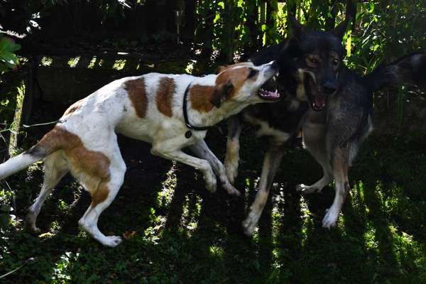 Kommentkampf unter Rüden-Beitrag-Bild