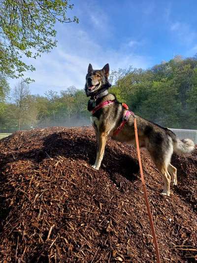 Freddys Kummerkasten-Beitrag-Bild